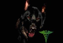 Die Hausapotheke für den Hund