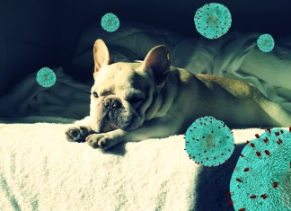 Immunabwehr dank Hund