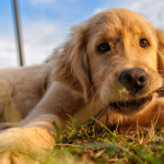 urban-dog-golden-retriever-play