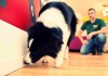 Hunde spüren Schimmel auf