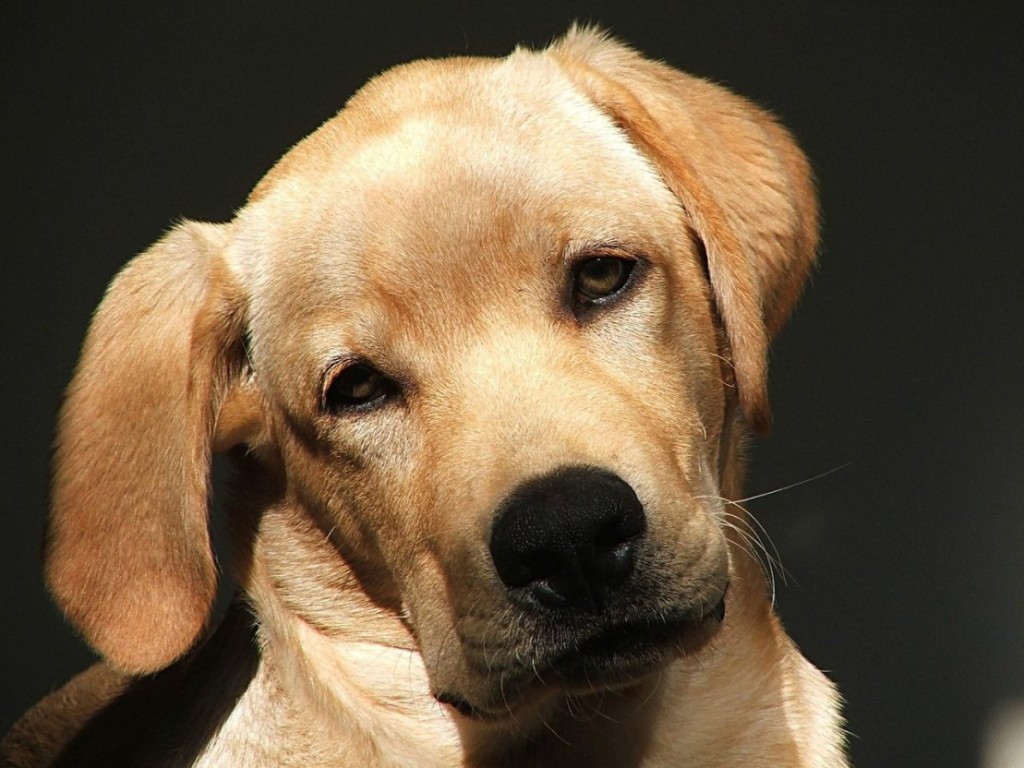 Mein Hund versteht jedes Wort!