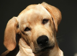 Mein Hund versteht jedes Wort!