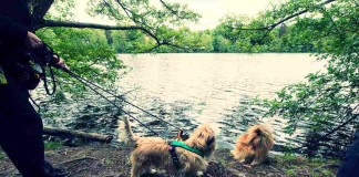 Hundeverbot am Schlachtensee