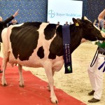 Nach der Wahl der Kuh "Lady Gaga" zur "Miss Schau der Besten" jubelt der Besitzer Henrik Wille aus Essen bei Cloppenburg am 26.02.2015 in Verden (Niedersachsen) mit seiner Gewinnerkuh in der Niedersachsenhalle. "Lady Gaga" hatte zuvor schon die Klasse der älteren Kühe gewonnen und setzte sich auch im Finale der "Schau der Besten" durch. Foto: Carmen Jaspersen/dpa (zu dpa "Cecil, Flecki und Lady Gaga: Die Tiere des Jahres" vom 15.12.2015) +++(c) dpa - Bildfunk+++