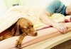 Hund im Bett