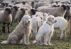 Pyrenäenberghunde – Herdenschutzhunde im Kampf gegen den Wolf