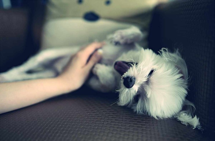 Keinen bock auf’s miese Wetter? Unternimm doch mal was mit deinem Hund zu Hause!
