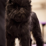 2013_Westminster_Kennel_Club_Dog_Show-_Affenpinscher_Joey_aka_GCH_Banana_Joe_V_Tani_Kazari_(8471258772)