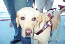 Für welchen Hund zahlt man keine Pflichtsteuer?