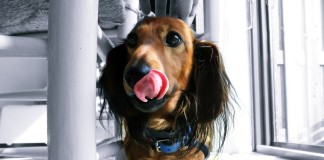 Wer ist hier der Kampfhund?