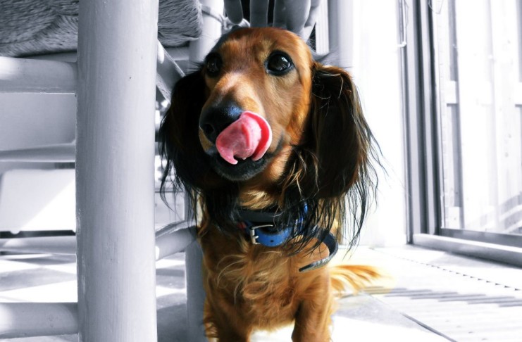 Wer ist hier der Kampfhund?