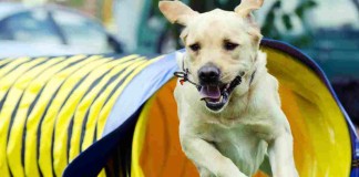 Hürdenlauf oder wie die Hundeprofis sagen Agility