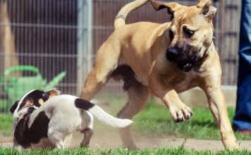 Die Entwicklungsphasen beim Hund - Rangordnungsphase