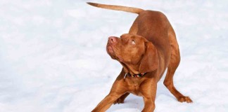 Hundeportrait: Magyar Vizsla – Der Jäger aus Ungarn