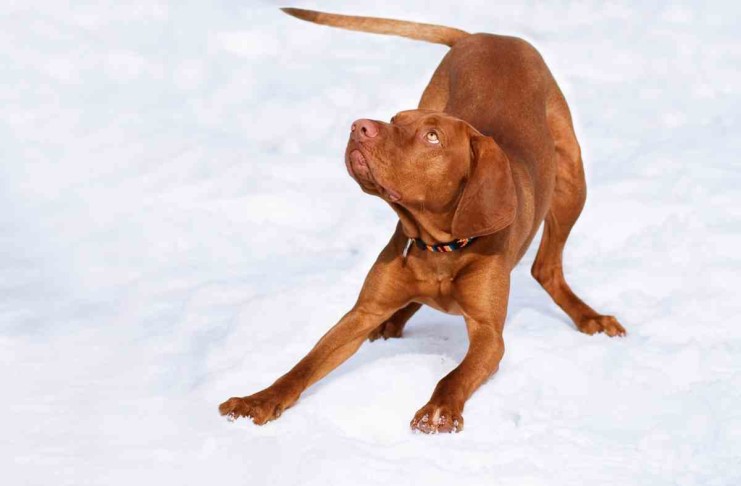 Hundeportrait: Magyar Vizsla – Der Jäger aus Ungarn