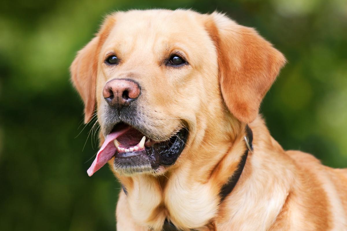 Wie bist du eigentlich drauf und welcher Hund kommt damit klar? urban.dog