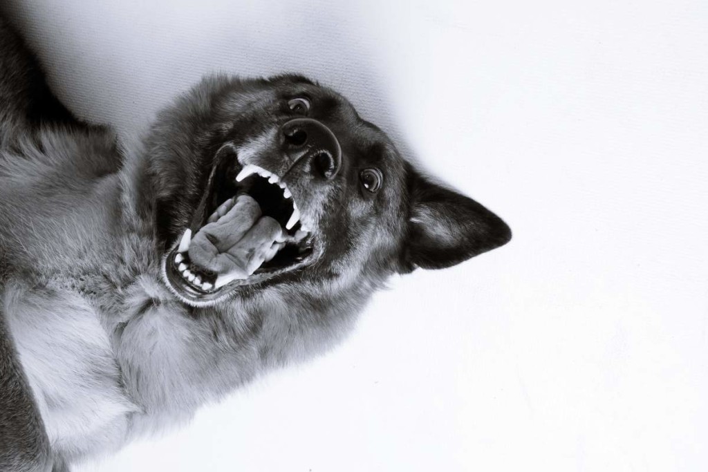 Aggressionen – Prävention für den urbanen Hund