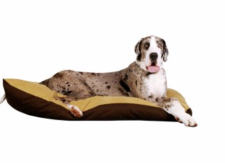 Mal im Ernst, lass deinen Hund registrieren!