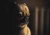 Dog Depression