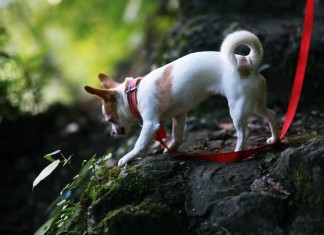 Pflicht oder nicht? Versicherung für den Hund