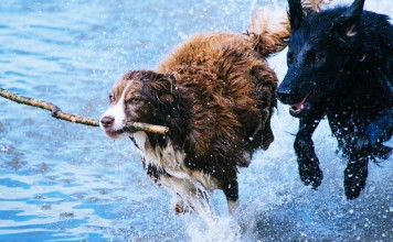 Wie viel Auslauf benötigt dein Hund?