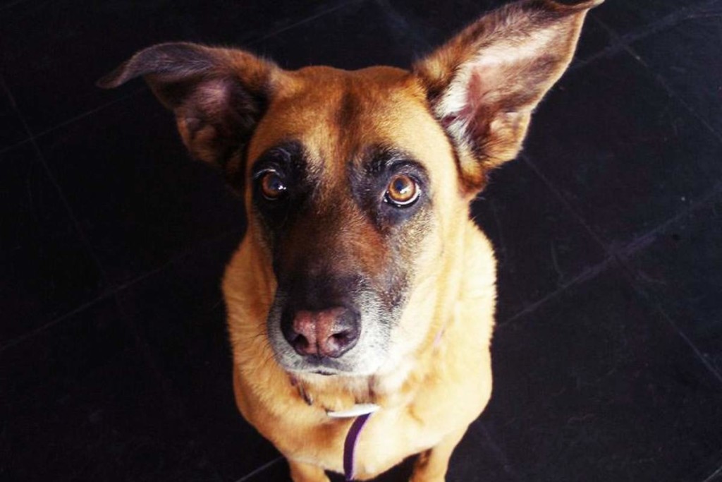 Rheuma bei Hunden: Bei möglichen Symptomen schnell zum Tierarzt