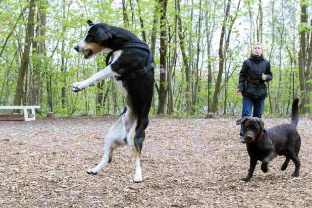 Zwei Hunde haben in Berlin im "Hundegarten Moabit" im Fritz-Schloss-Park nur Augen für den Ball.