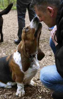 Ein Hund schmust im "Hundegarten Moabit" im Fritz-Schloss-Park mit einem Besucher.