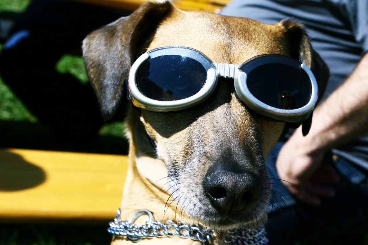 Fliegen mit dem Hund Die Vorbereitung ist ganz wichtig! urban.dog
