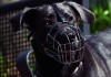 Führerschein für Hundebesitzer