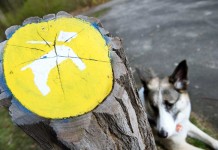 Streit um Hundeverbot an zwei Berliner Seen wieder vor Gericht