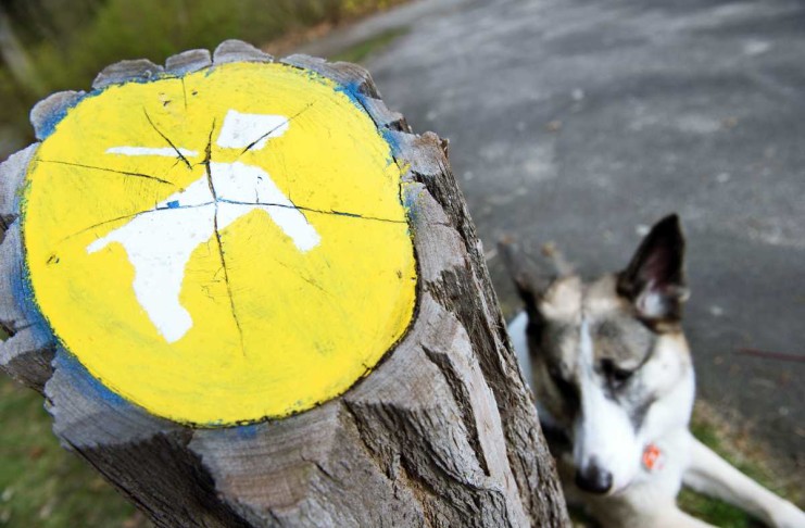 Streit um Hundeverbot an zwei Berliner Seen wieder vor Gericht