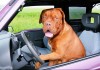 Pixabay-Autofahren-Regeln-urban-dog-165210
