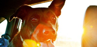 Hund im Auto