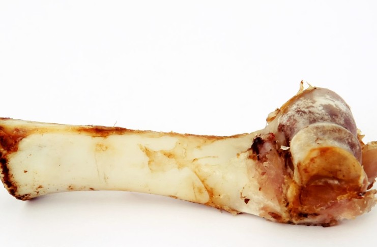 Was muss die optimale Hundenahrung enthalten? Optimale Hundenahrung