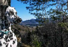 Mit Hund Bahnfahren in Österreich