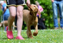 Clicker-Training
