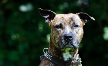 Gefahrenhunde-Gesetz gelockert