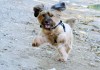 Pixabay-Hier-urban-dog-DOGucation-846860