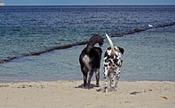 Erholung für Hund und Halter