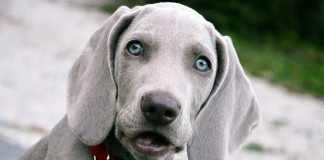 Der Hund vom Züchter