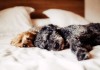 Wie Hundfreundlich ist das Hotel?