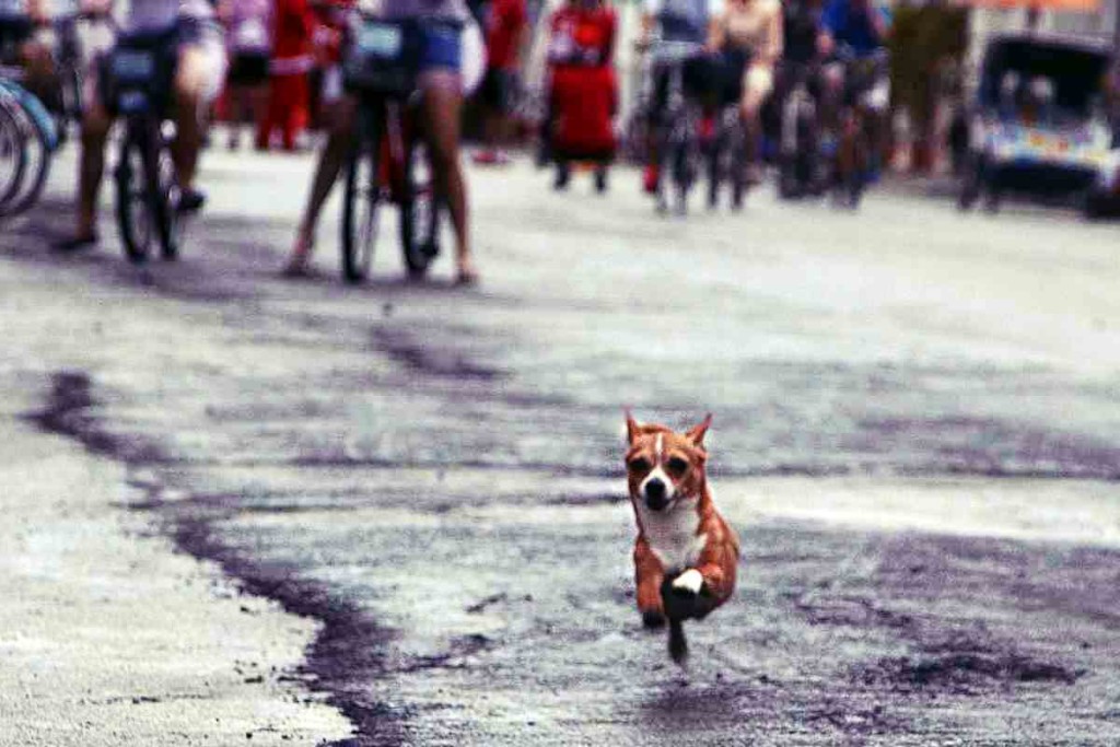 5 Tipps wenn dein Hund entlaufen ist