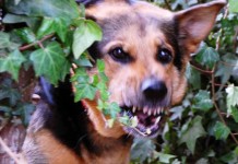 Thüringen will Wesenstest für gefährliche Hunde einführen