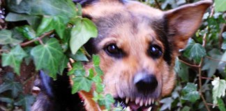 Thüringen will Wesenstest für gefährliche Hunde einführen