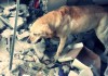 Rettungshund-Dayko-urban-dog