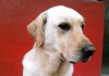 Update-Erdbeben-Ecuador-Rettungshund-Dayko-urban-dog