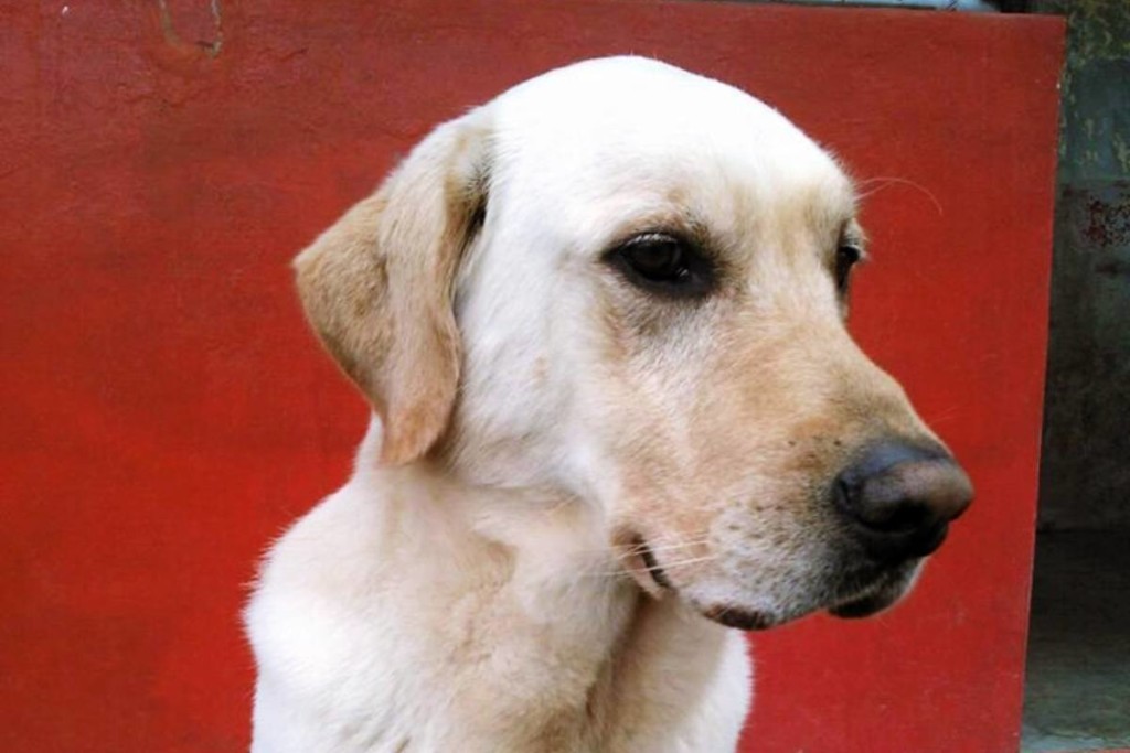 Update-Erdbeben-Ecuador-Rettungshund-Dayko-urban-dog