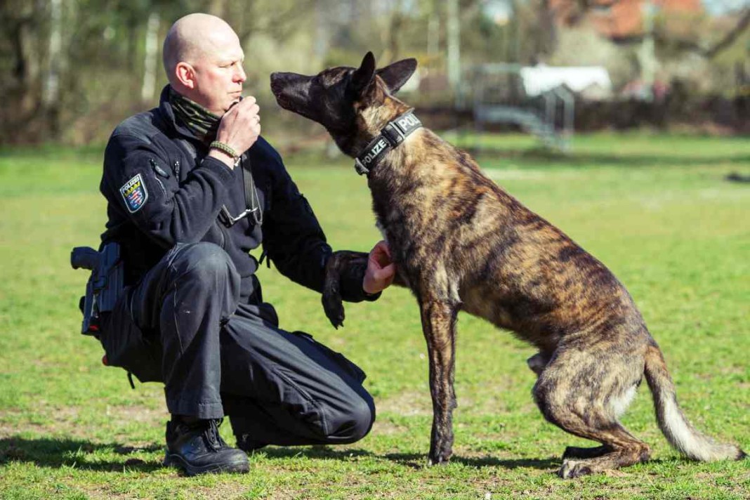 Polizeihunde sind Kommissare auf vier Pfoten urban.dog