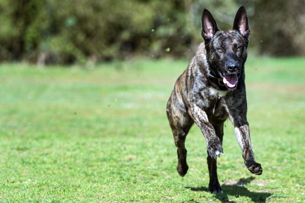 Sprengstoffspürhund "Colt" rennt am 07.04.2016 während seines Trainings über die Wiese der Polizeihundeschule in Mühlheim